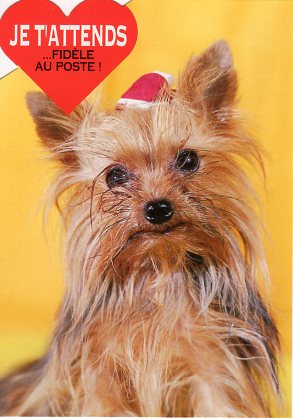 ダイカットポストカード カラー写真「犬」約105×150mm 郵便はがきメッセージカード