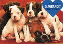 ダイカットポストカード カラー写真「犬の親子」約105×150mm 郵便はがきメッセージカード