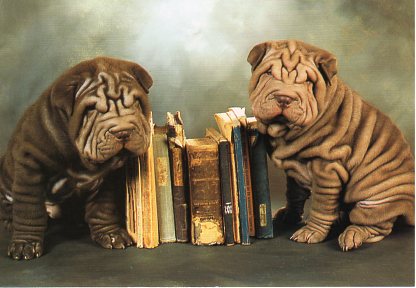 ポストカード カラー写真「2匹の子犬と本」103×148mm 郵便はがき メッセージカード