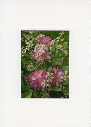 ポストカード カラー写真「紫と白の花」約105×150mm 郵便はがき メッセージカード デボス加工あり