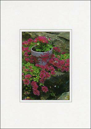 ポストカード カラー写真「赤い花と植木鉢」約105×150mm 郵便はがき メッセージカード デボス加工あり