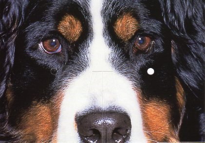 お面ポストカード カラー写真「犬」105×150mm 郵便はがき メッセージカード 1