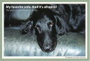 ポストカード カラー写真 犬「僕の