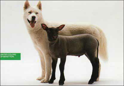 ポストカード カラー写真「オオカミと羊」105×150mm 郵便はがき メッセージカード