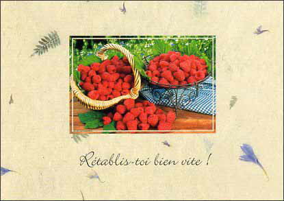 ポストカード カラー写真「野イチゴ」105×148mm 郵便はがき