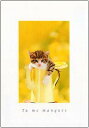 ポストカード カラー写真 ジョウロに入った子猫 105×150mm 郵便はがき 絵はがき メッセージカード