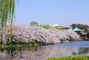 ポストカード カラー写真 日本風景シリーズ「満開の桜」105×150mm 観光地 名所 メッセージカード 郵便はがき(JS-005)