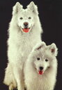 ポストカード カラー写真「2匹の白い犬」103×148mm 郵便はがき メッセージカード(RC1796)