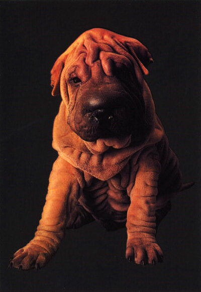 ポストカード カラー写真「ブルドッグ/犬」103×148mm 郵便はがき メッセージカード(RC1797)