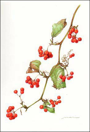 ポストカード ボタニカルアート 西本眞理子「サルトリイバラ」105×150mm 花 郵便はがき メッセージカード