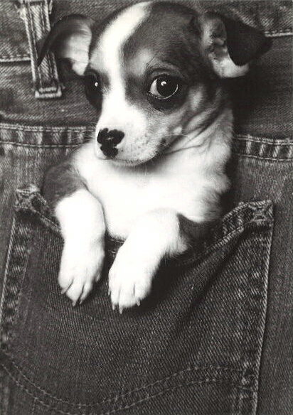 ポストカード モノクロ写真「ポケットの犬」105×150mm メッセージカード ビンテージ ヴィンテージ 年代..