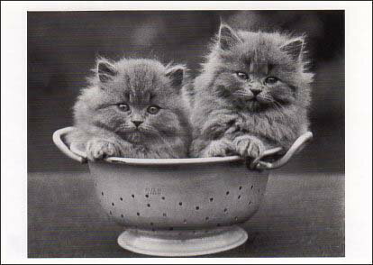 ポストカード モノクロ写真「入れ物に入った二匹の子猫」105×150mm メッセージカード 郵便はがき ビンテージ ヴィンテージ 年代物 ポストカード モノクロ写真「入れ物に入った二匹の子猫」105×150mm メッセージカード 郵便はがき ビンテージ ヴィンテージ 年代物