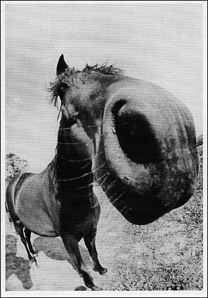 ポストカード モノクロ写真「魚眼レンズで見た馬」105×15