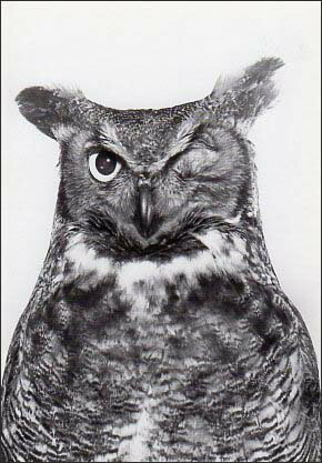 ポストカード モノクロ写真「片目を瞑るフクロウ」105×150mm メッセージカード ビンテージ ヴィンテージ 年代物