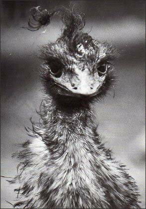 ポストカード モノクロ写真「ヒナ」105×150mm メッセージカード ビンテージ ヴィンテージ 年代物