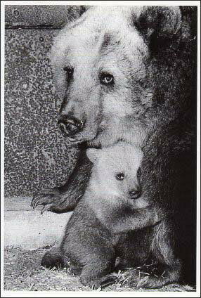 乐天商城 - ポストカード モノクロ写真「二頭のクマの親子」105×150mm メッセージカード 郵便はがき ビンテージ ヴィンテージ 年代物