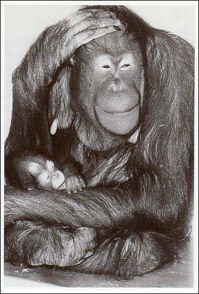 ポストカード モノクロ写真「オランウータンの親子」105×150mm メッセージカード 郵便はがき ビンテー..