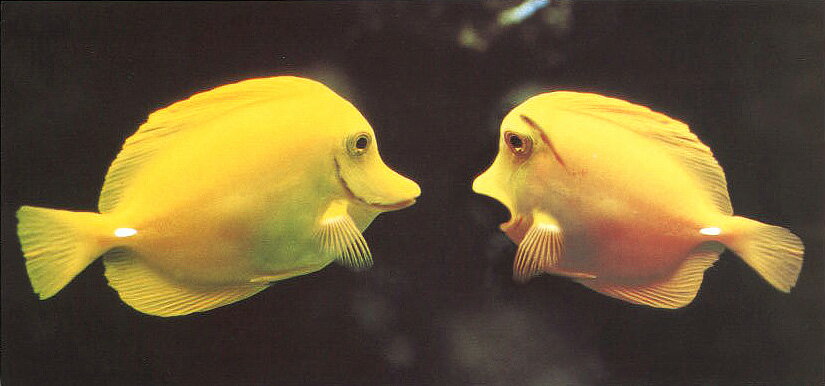 ロングサマーカード ポストカード カラー写真「何かおかしい？」夏物 暑中見舞い 黄色い魚 熱帯魚 海 メッセージカード(FR9939100025)