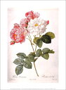 ポスター 【アート】ルドゥーテ「ダマスクローズ」【230×300mm】【母の日/マザーズデイ】画家/花/おしゃれ/インテリア/新生活(DP-265402)