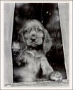 ポスター 【モノクロ写真】「窓辺の子犬」【サイズ/203×254mm】【厚めの紙でできたポスターです】(ADP501)
