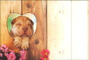 絵封筒 同柄5枚セット 108×156mm カラー写真 レター 手紙 贈り物 プレゼント 犬 イヌ 動物 バレンタイン 母の日(PE-027)