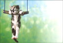 絵封筒 同柄5枚セット 108×156mm カラー写真 レター 手紙 プレゼント 猫 ネコ 動物 バレンタイン 母の日(PE-045)