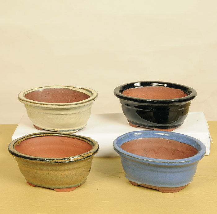 鉢：中国小鉢 J-55*資材 16cm