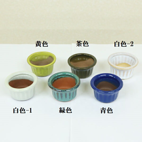 Rakuten - 鉢：中国豆鉢（輪花）　6.5cm*資材
