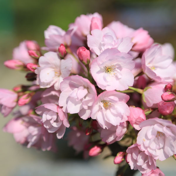 【父の日ギフト】◇楽天1位◇【即日出荷可!】桜盆栽：一才桜(瀬戸焼鉢)*【2020年開花終了】【送料無料】【あす楽対応】【さくら盆栽】自宅でお花見