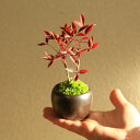 【即日出荷可 】プチ盆栽：南天 苔付き 丸陶器鉢 bonsai
