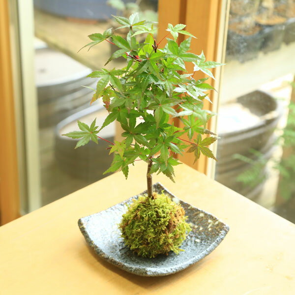 父の日 ギフト プレゼント苔玉：出猩々もみじ（益子焼角黒砂受け皿付）*bonsai