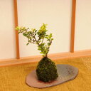 【即日出荷可】苔玉：長寿梅（陶板付）*【送料無料】bonsai