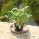 【即日出荷可】苔玉:シノブ(信楽焼丸型受け皿付)*【送料無料】bonsai