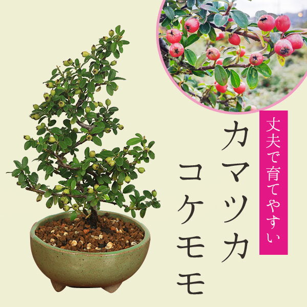 小品盆栽：かまつかこけもも（祥石(二代目)緑鉢）*bonsai