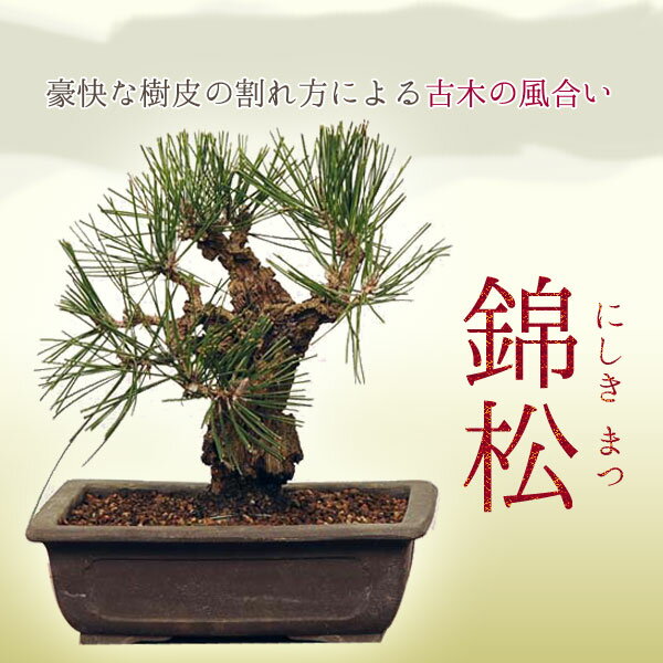 【即日出荷可!】【送料無料】中品盆栽：錦松*【送料無料】bonsai