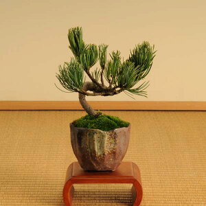 ミニ盆栽：五葉松（瀬戸焼小鉢）*【ぼんさい　ボンサイ】【送料無料】【あす楽対応】bonsai