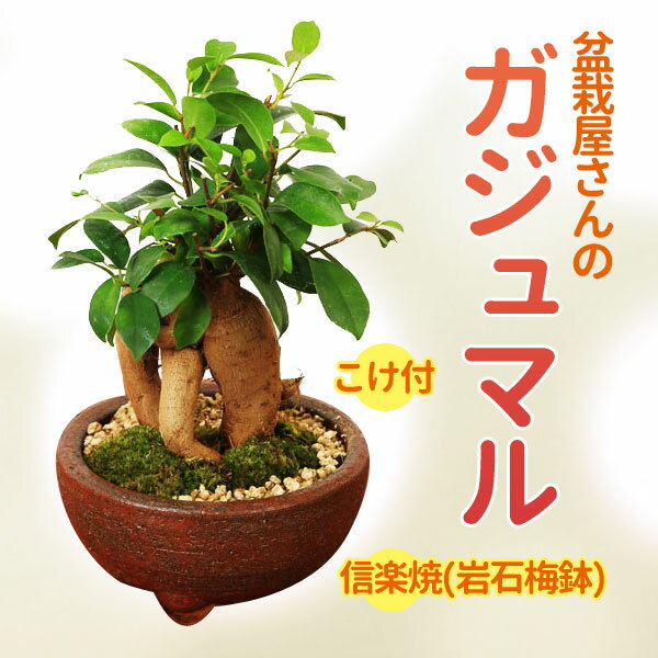  ̓Mtg v[g   o׉  ܂CeA~́F KW}(K̎) MyĊΔ~ * ۂƍt bonsai