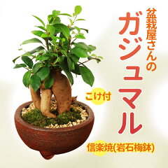 https://thumbnail.image.rakuten.co.jp/@0_mall/yukei/cabinet/bonsai-z/2257main.jpg