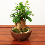 【即日出荷可！】がじゅまるインテリア盆栽： ガジュマル(多幸の樹)【信楽焼岩石梅鉢】* bonsai