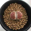 多肉植物:リトープス トップレッド*幅2cm