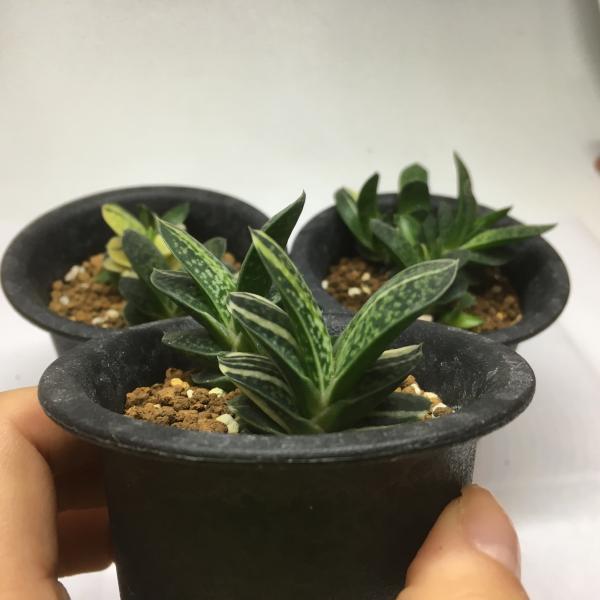 多肉植物：ガステリア　子宝錦*幅3cm