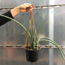 多肉植物:せネシオ クレイニア グレゴリー 吊り鉢*全幅70cm 5号鉢