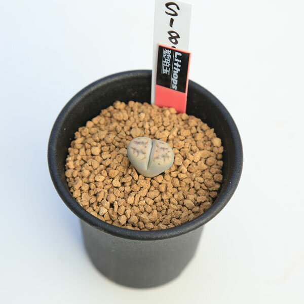 多肉植物：リトープス　琥珀玉*幅1.8cm