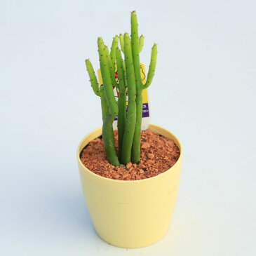 多肉植物：ユーフォルビア　カウボーイブッシュ　レウカデンドロン*幅5.5cm