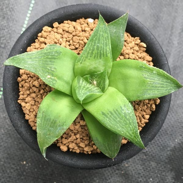 多肉植物：ハオルチア　Hyb.*7cm