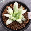 多肉植物:ハオルチア ピリフェラ錦*S 幅5cm