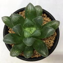 多肉植物：ハオルチア 美窓ピリフェラ *幅5cm