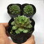 多肉植物:岩蓮華(イワレンゲ)*幅5cm
