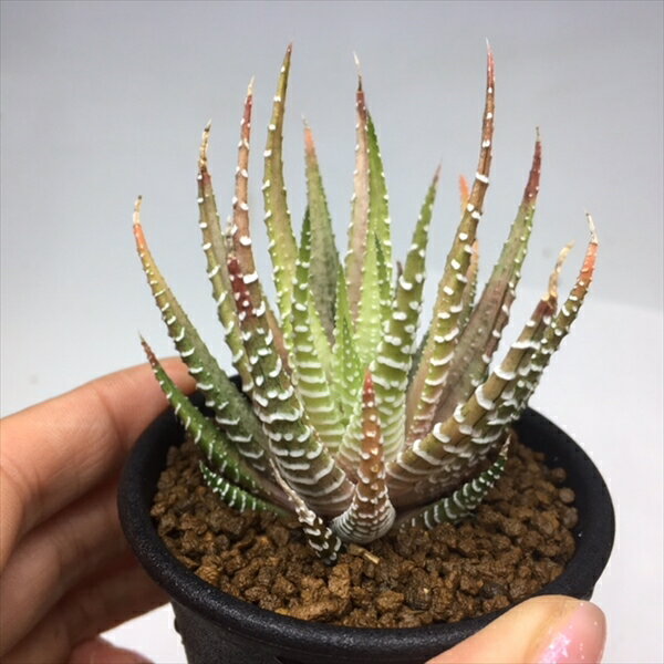 多肉植物：ハオルチア 十二の巻 sp.*S 幅7cm