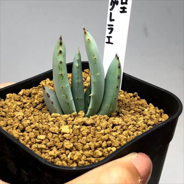 多肉植物：アロエ　ペグレラエ*幅3.5cm